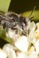 Megachile ferox