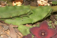 Orbea melanantha