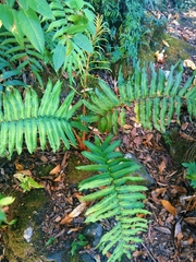 Blechnum chilense