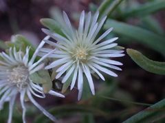 Delosperma herbeum