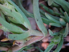 Delosperma herbeum