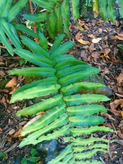 Blechnum chilense