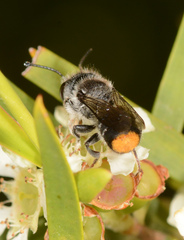 Megachile ferox