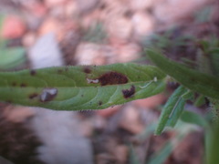Cleome monophylla