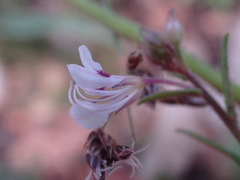 Cleome monophylla