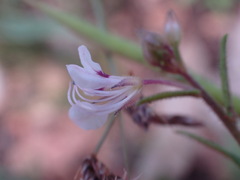 Cleome monophylla