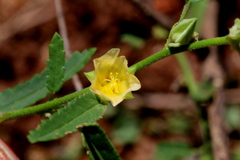 Sida alba