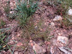 Bulbostylis burchellii