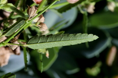 Sida alba