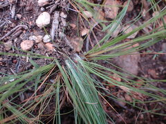 Bulbostylis burchellii