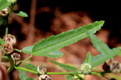 Sida alba