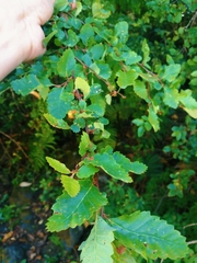 Nothofagus obliqua