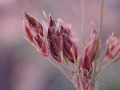 Bulbostylis burchellii