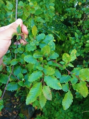 Nothofagus obliqua
