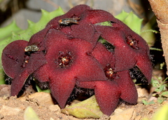 Orbea melanantha