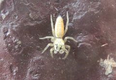 Cosmophasis lami