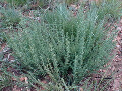 Pollichia campestris