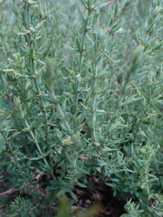 Pollichia campestris