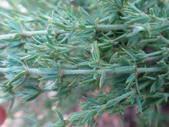 Pollichia campestris