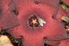 Orbea melanantha