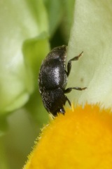 Brachypterolus