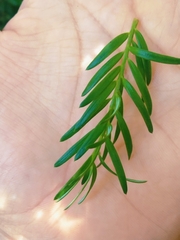 Saxegothaea conspicua