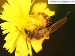 Andrena knuthiformis