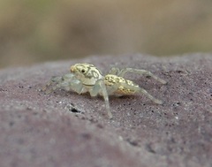 Phintelloides versicolor