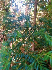 Saxegothaea conspicua