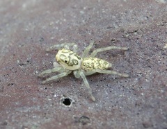 Phintelloides versicolor