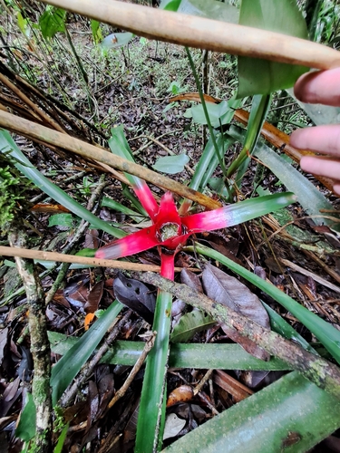 Image of Neoregelia carolinae by (c) Victor Farjalla Pontes, some rights reserved (CC BY)