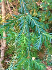 Saxegothaea conspicua