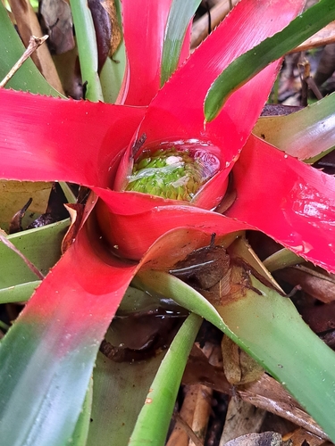 Neoregelia carolinae
