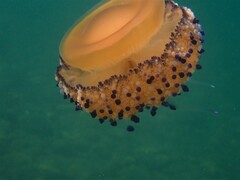 Cotylorhiza tuberculata