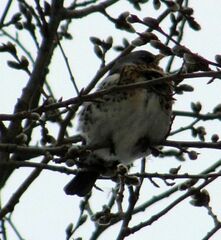 Turdus pilaris
