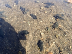 Semisulcospira