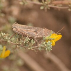 Calliptamus madeirae