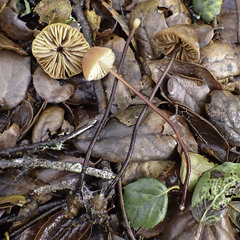 Marasmius plicatulus