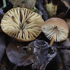 Marasmius plicatulus