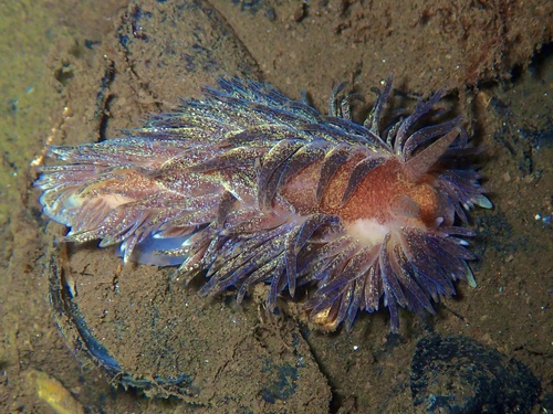 Shag-rug Nudibranch
