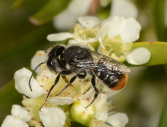 Megachile ferox
