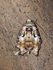 Heterochroma hypatia