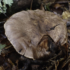 Cortinarius ohlone