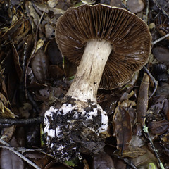 Cortinarius ohlone