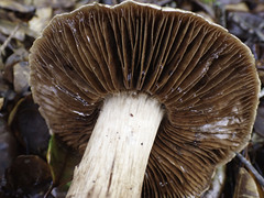 Cortinarius ohlone
