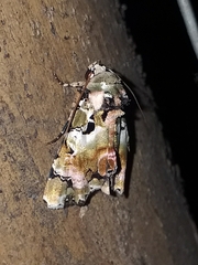 Heterochroma hypatia