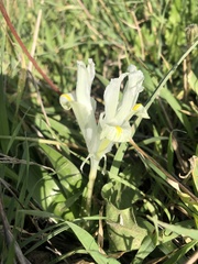 Iris palaestina
