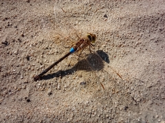 Anax ephippiger