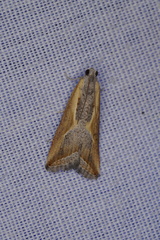 Arotrophora arcuatalis