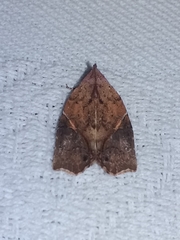 Gonodes